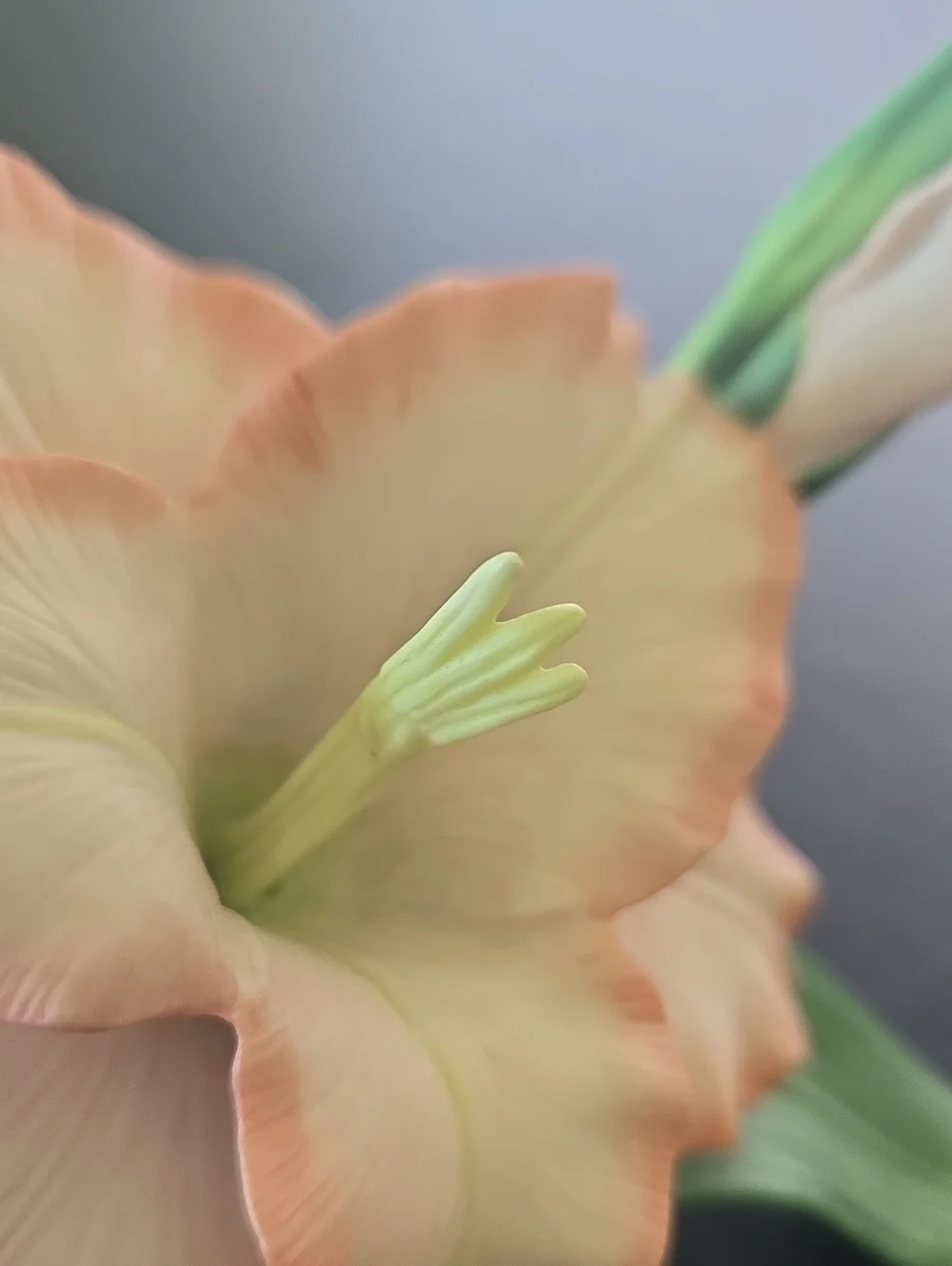 Lenox Garden Vintage Gladiolus Flower
